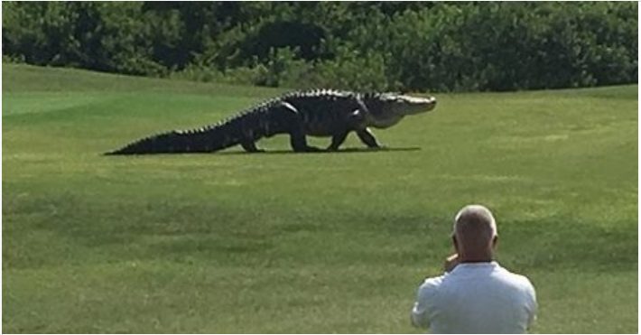 Gator.PNG