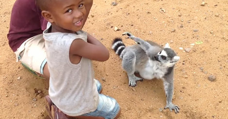 Lemur.png