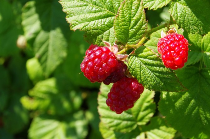 raspberry_shutterstock_147239651.jpg-676x450.jpg