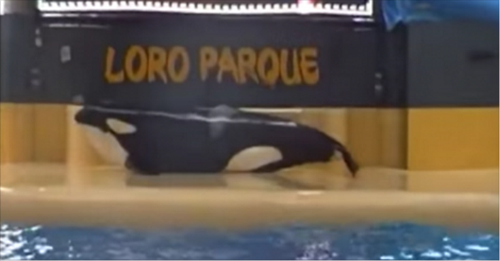 Orca.PNG