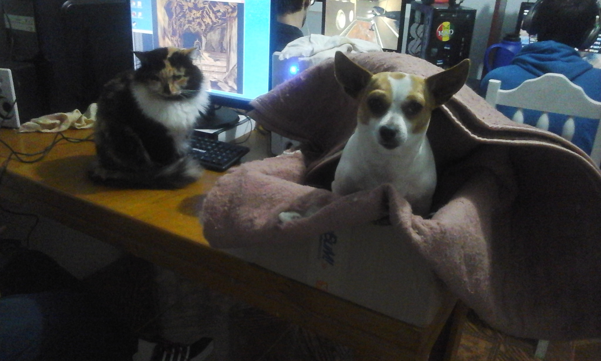 Bernardete and Vakinha