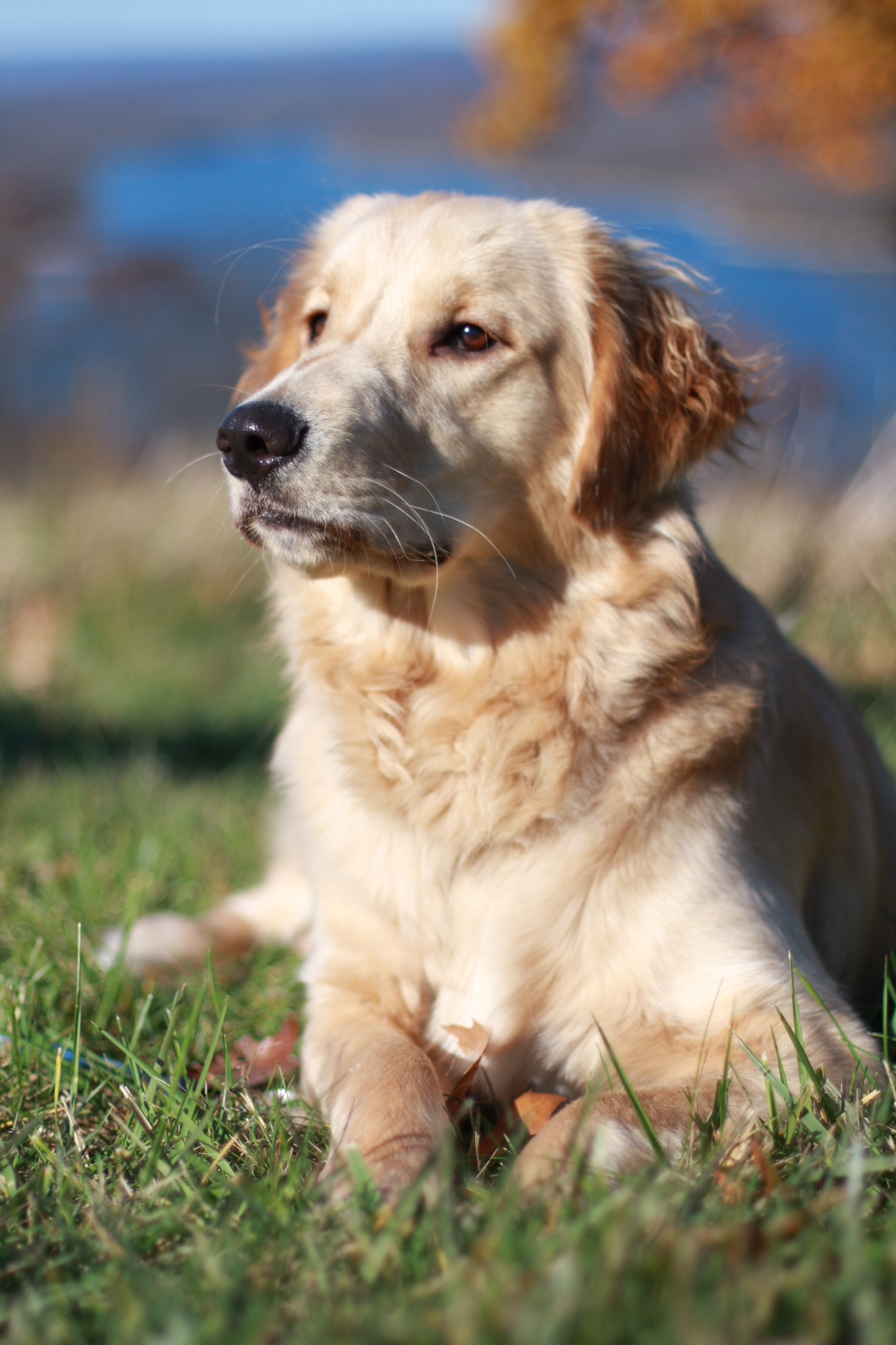Dog