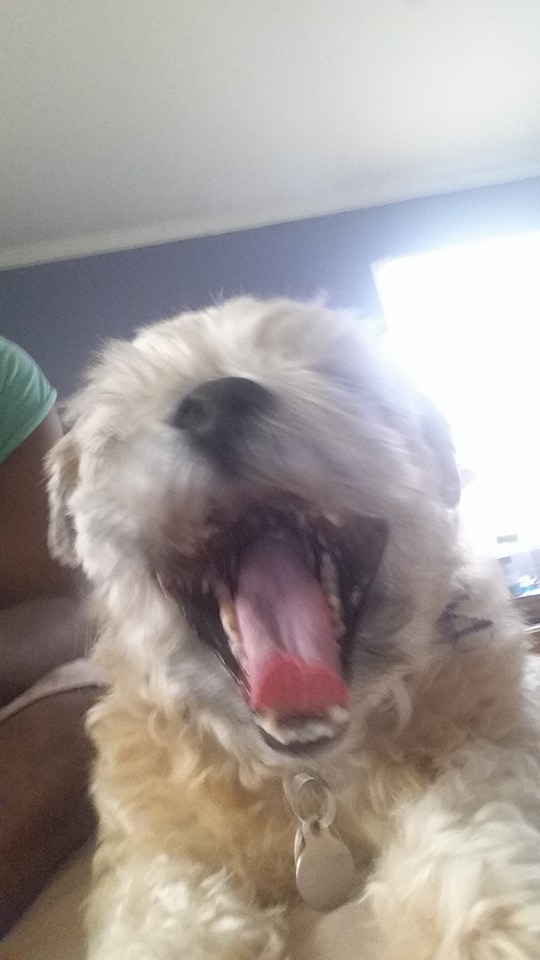 Nugget hype