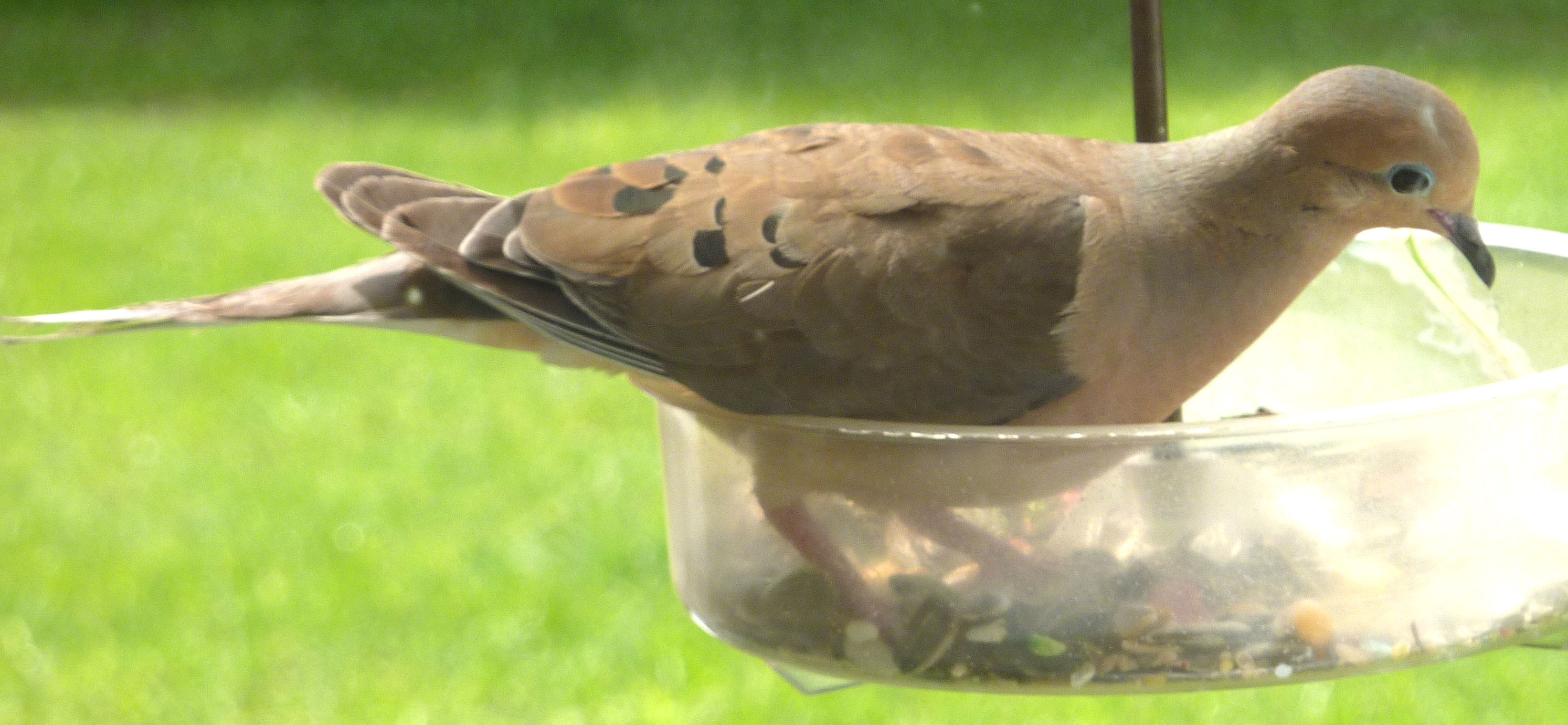 my-dove.jpg