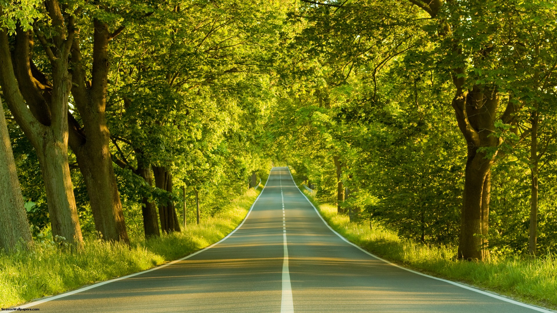 the-road-in-the-forest-with-trees-at-the-edges-at-sunrise_1920x1080.jpg