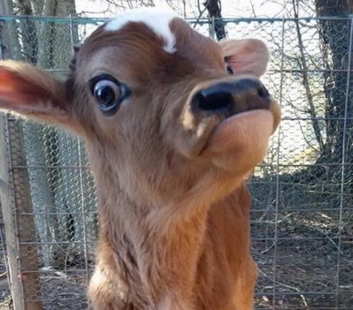 rsz_calf_eye.jpg