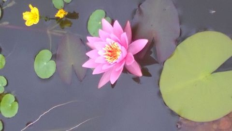 RIS.jpg