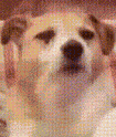 ezgif-1994308892.gif