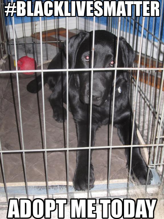 #BlackLabsMatter