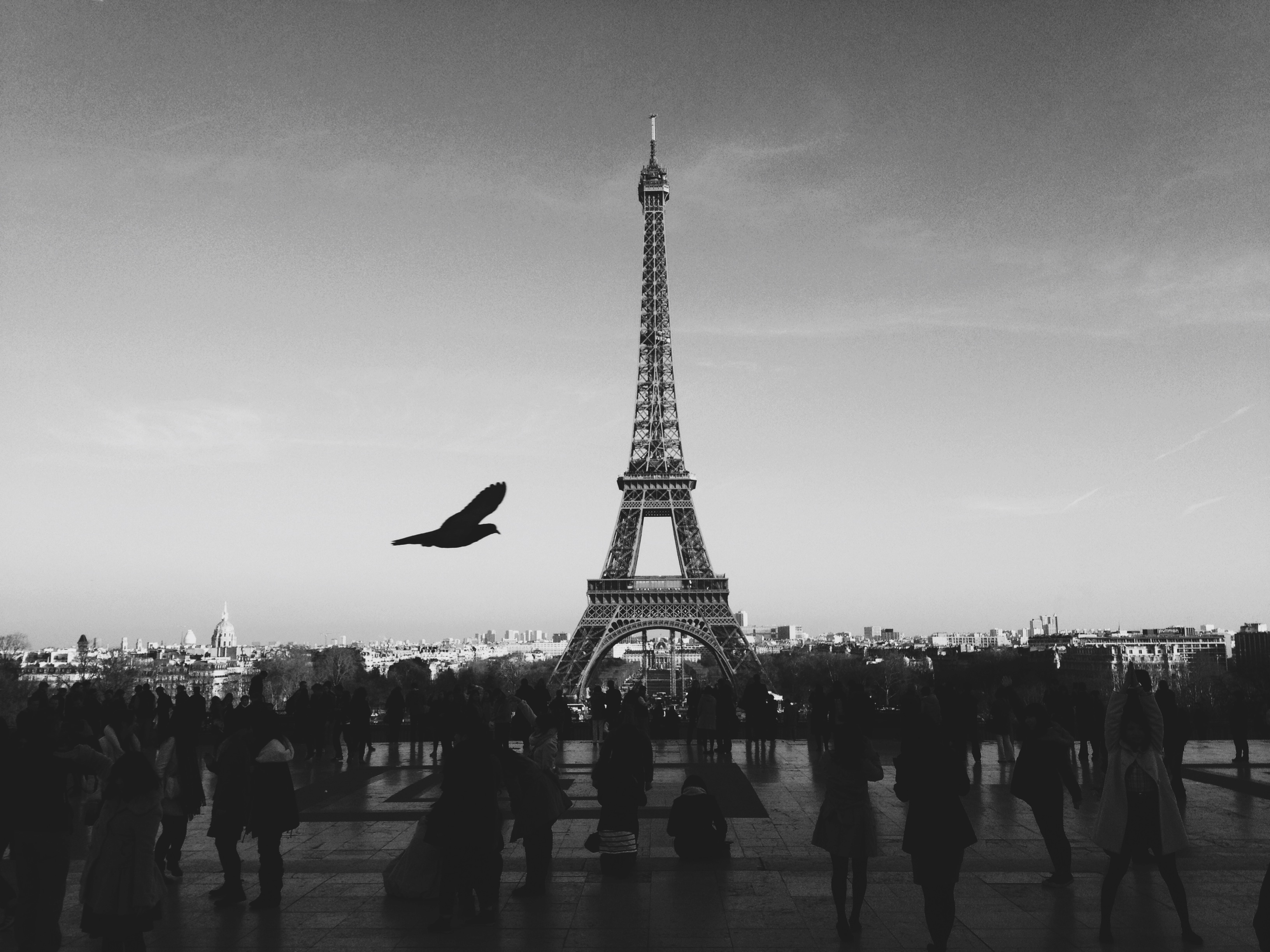 black-and-white-city-bird-people.jpg