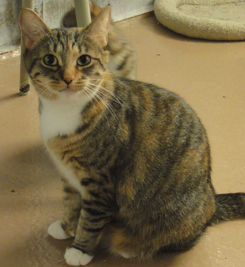 catcat.png
