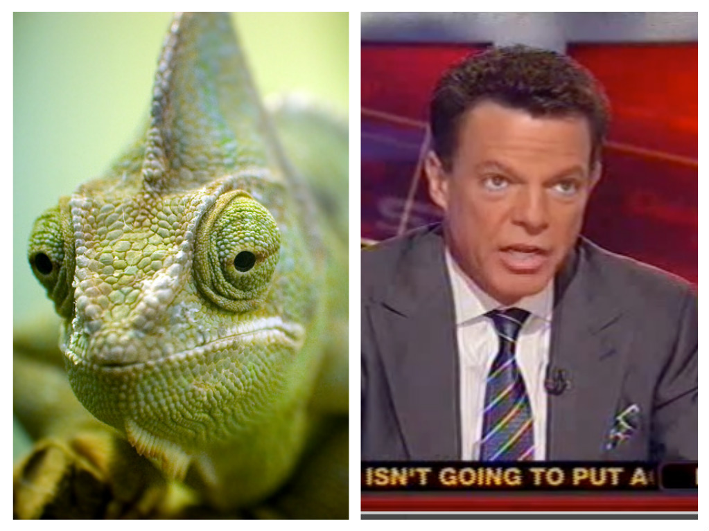 shepchameleon.jpg