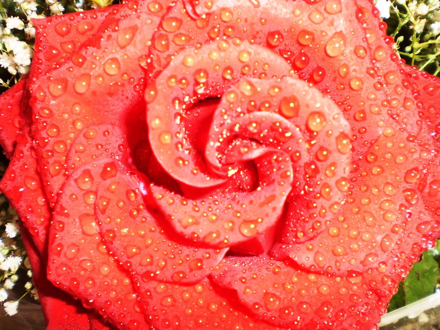 cliche_flower_pictur_by_cat2505.jpg