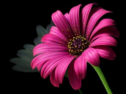 daisy_pollen_flower_220533.jpg