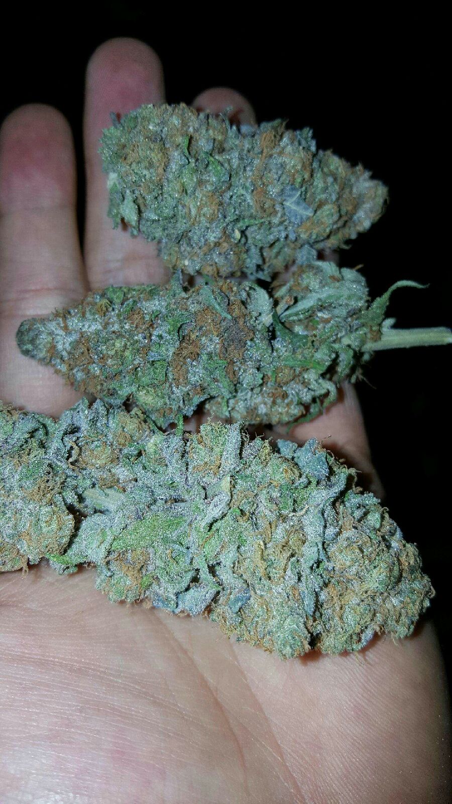 Chem dawg