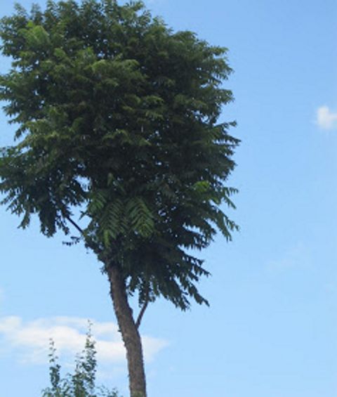 RIS.jpg