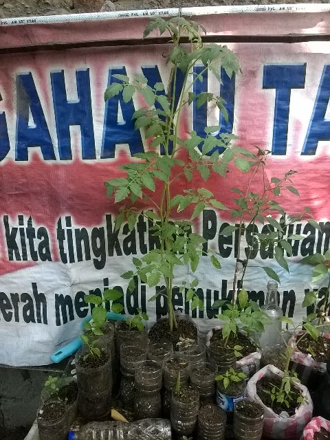 RIS.jpg