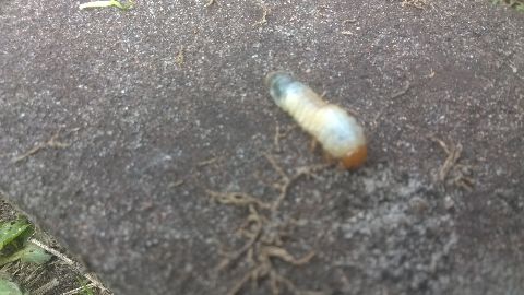 RIS.jpg