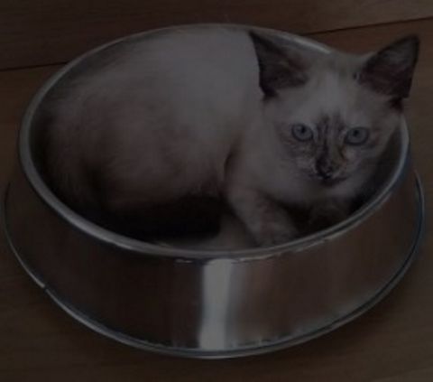RIS.jpg