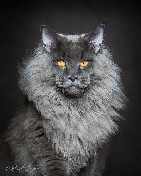 RIS.jpg