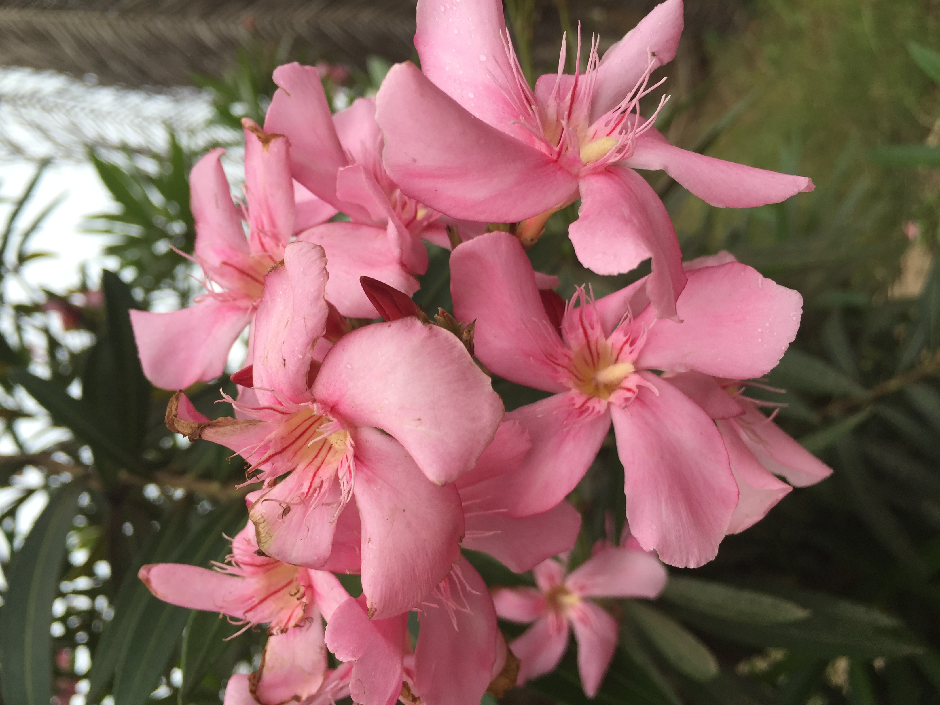 Ghana flowers