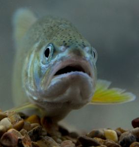 Gila_trout-George_Andrejko-AZGFD-10_thumb.JPG
