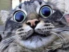 cat.PNG