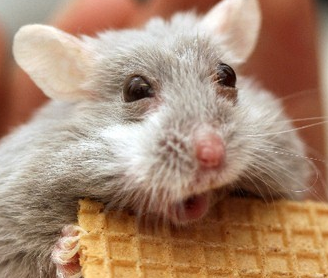 hamster.PNG