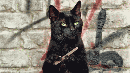 IMG_1823.GIF