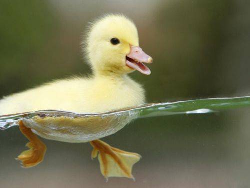 Duck.jpg