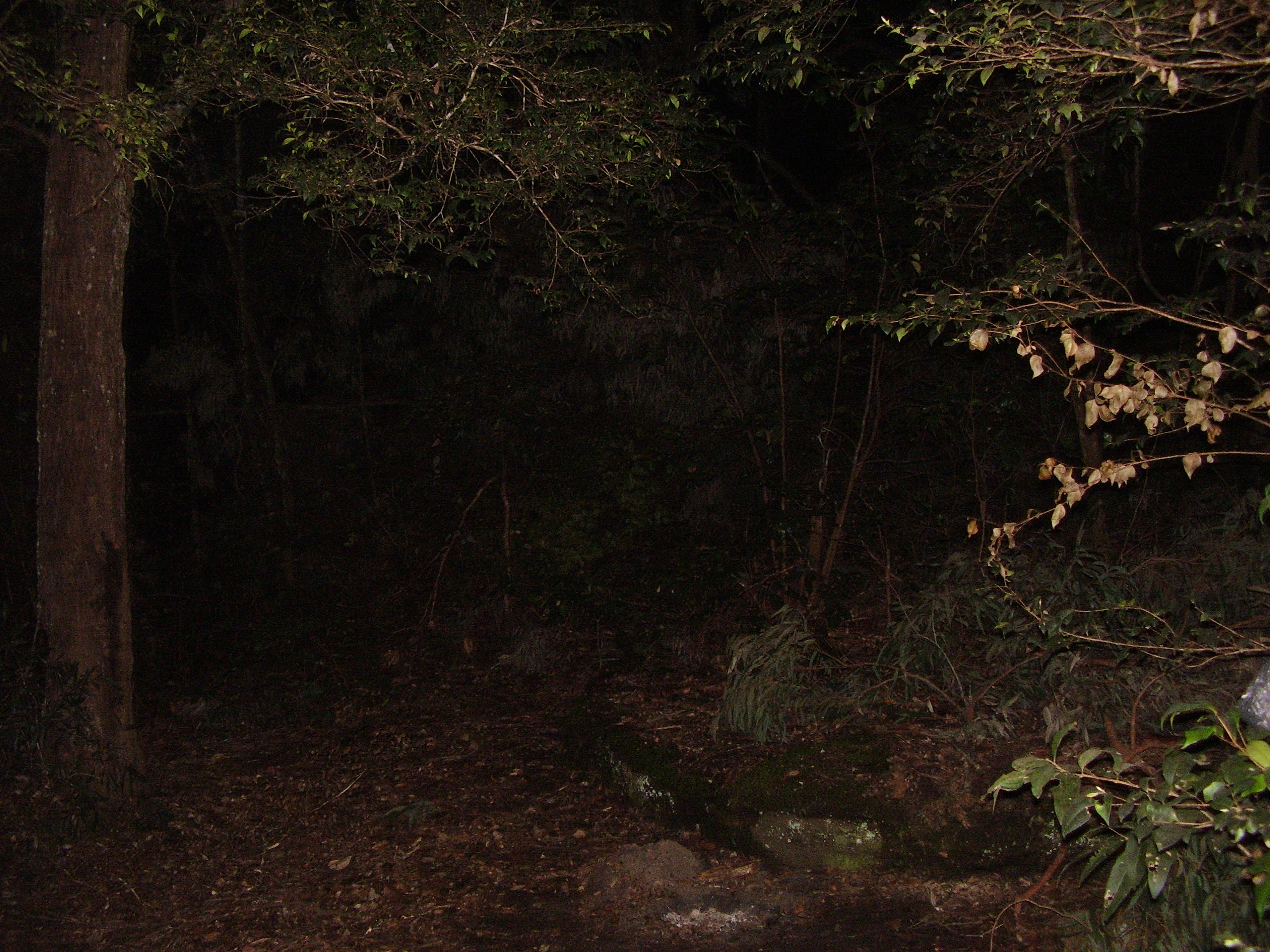 Bush at night