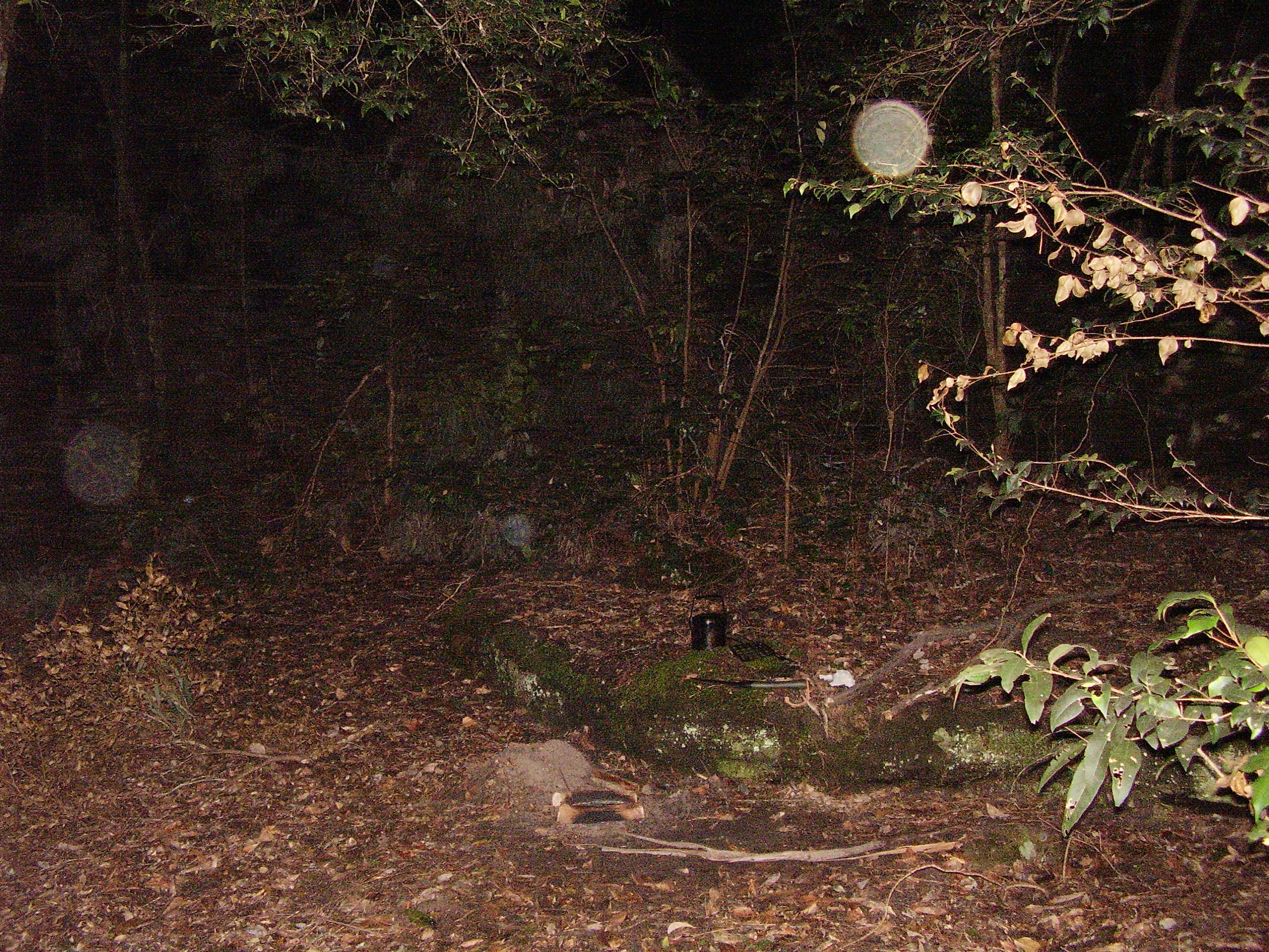 Bush at night 2
