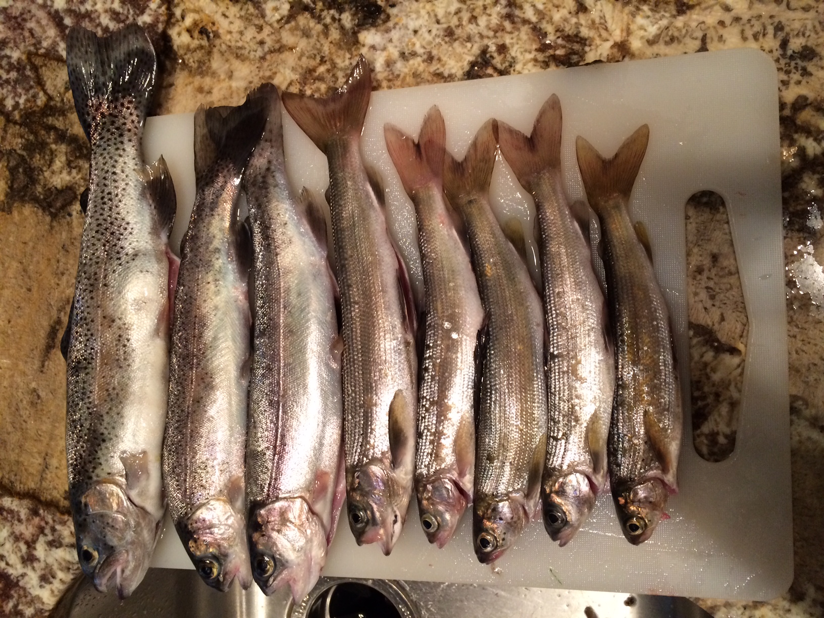fish