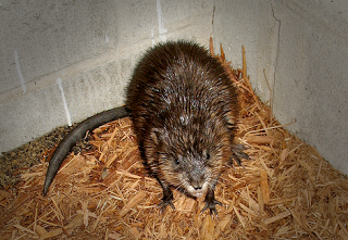 corneredrat.png