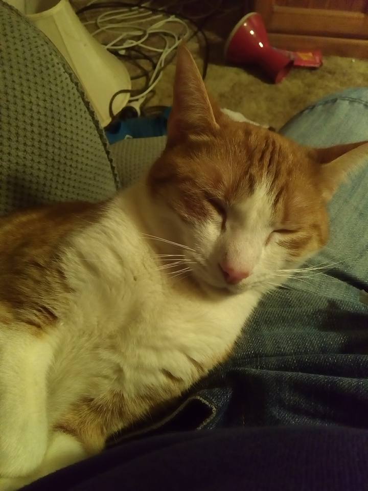 Cat Sleeping
