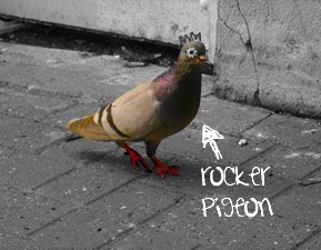 rockerpigepon.jpg