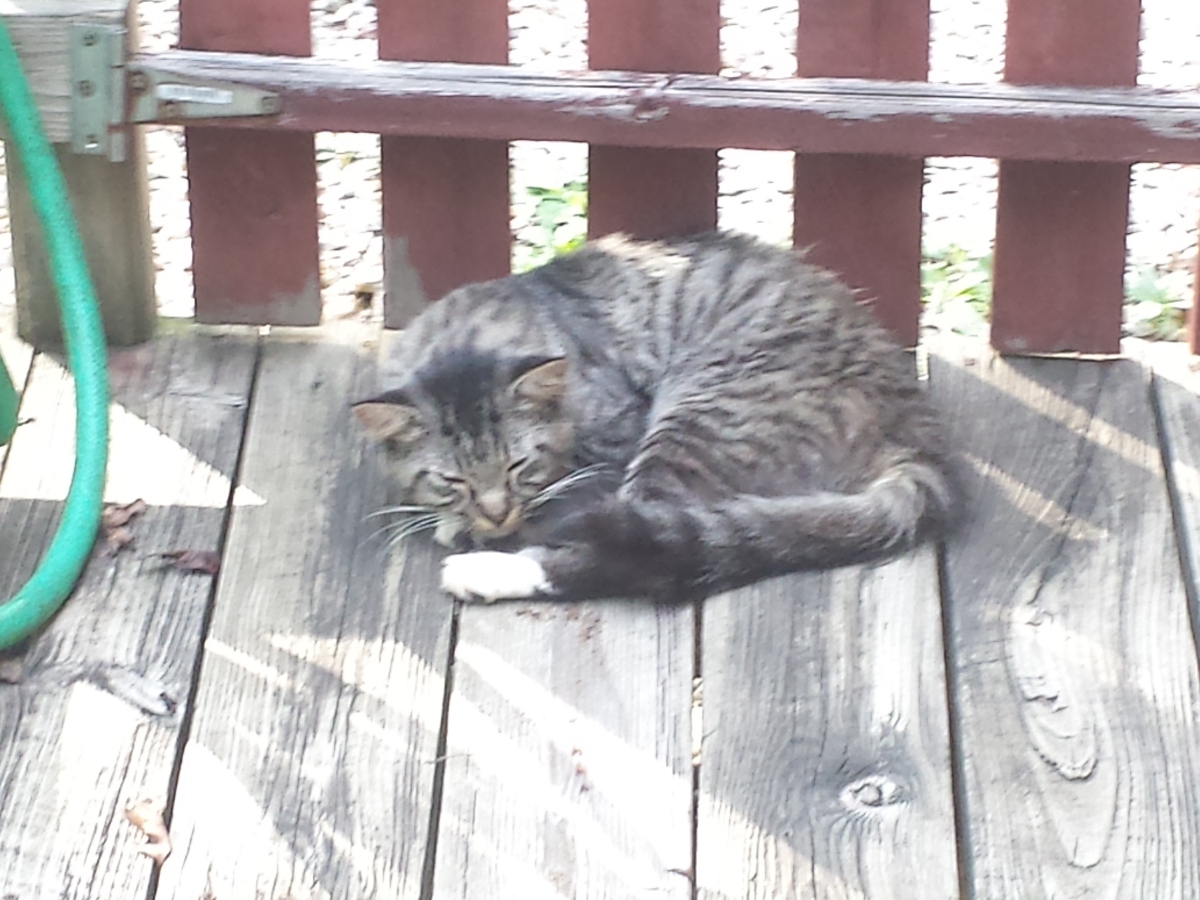 kitty.jpg