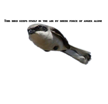Angrybird.png