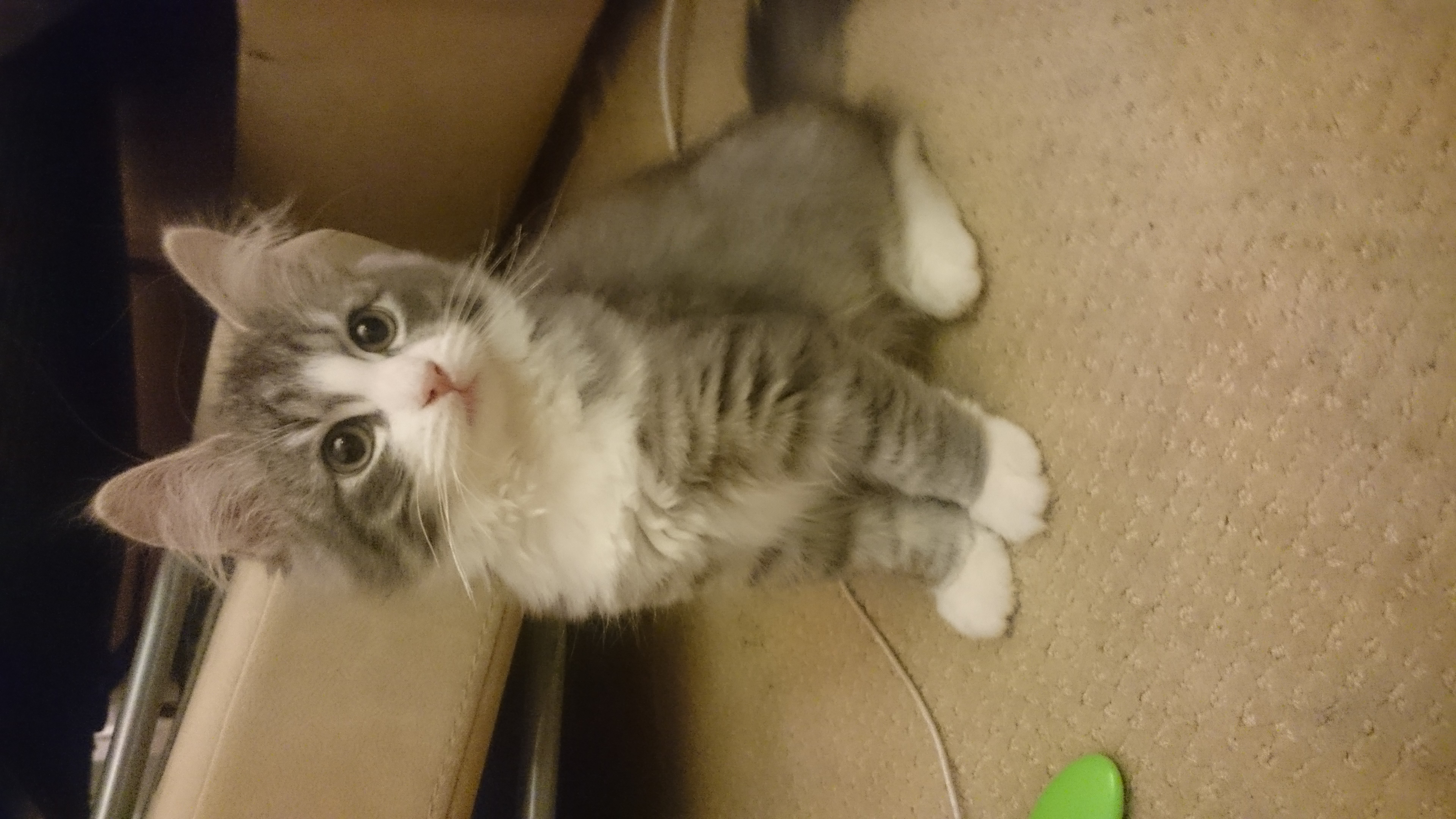 casey