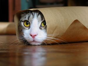 cat1.jpg