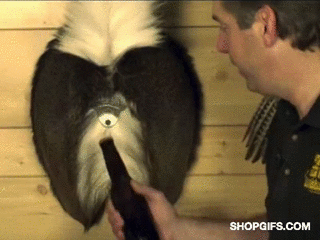 Deer_Rear_Bottle_Opener_Hunting_Trophy_Rump_Beer_grande.gif