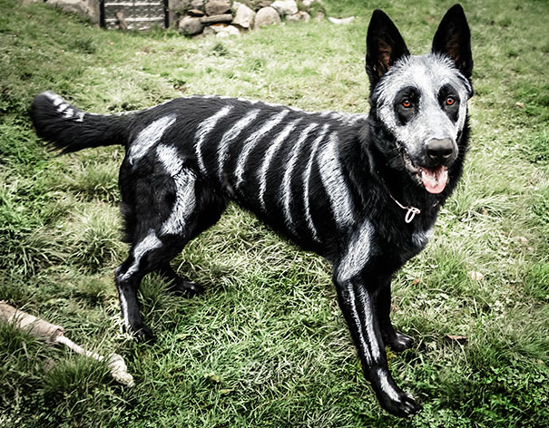 halloween-dog-costumes-22-57fcb679edcf9__605.jpg