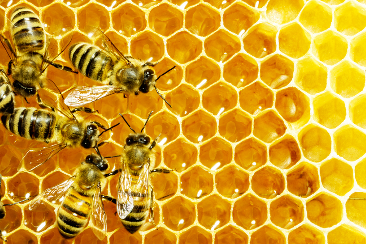 bees.jpg