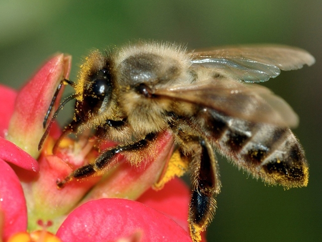 abeille.jpg