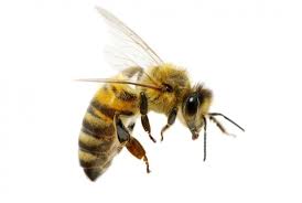 bee.jpeg