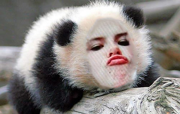 moniipanda