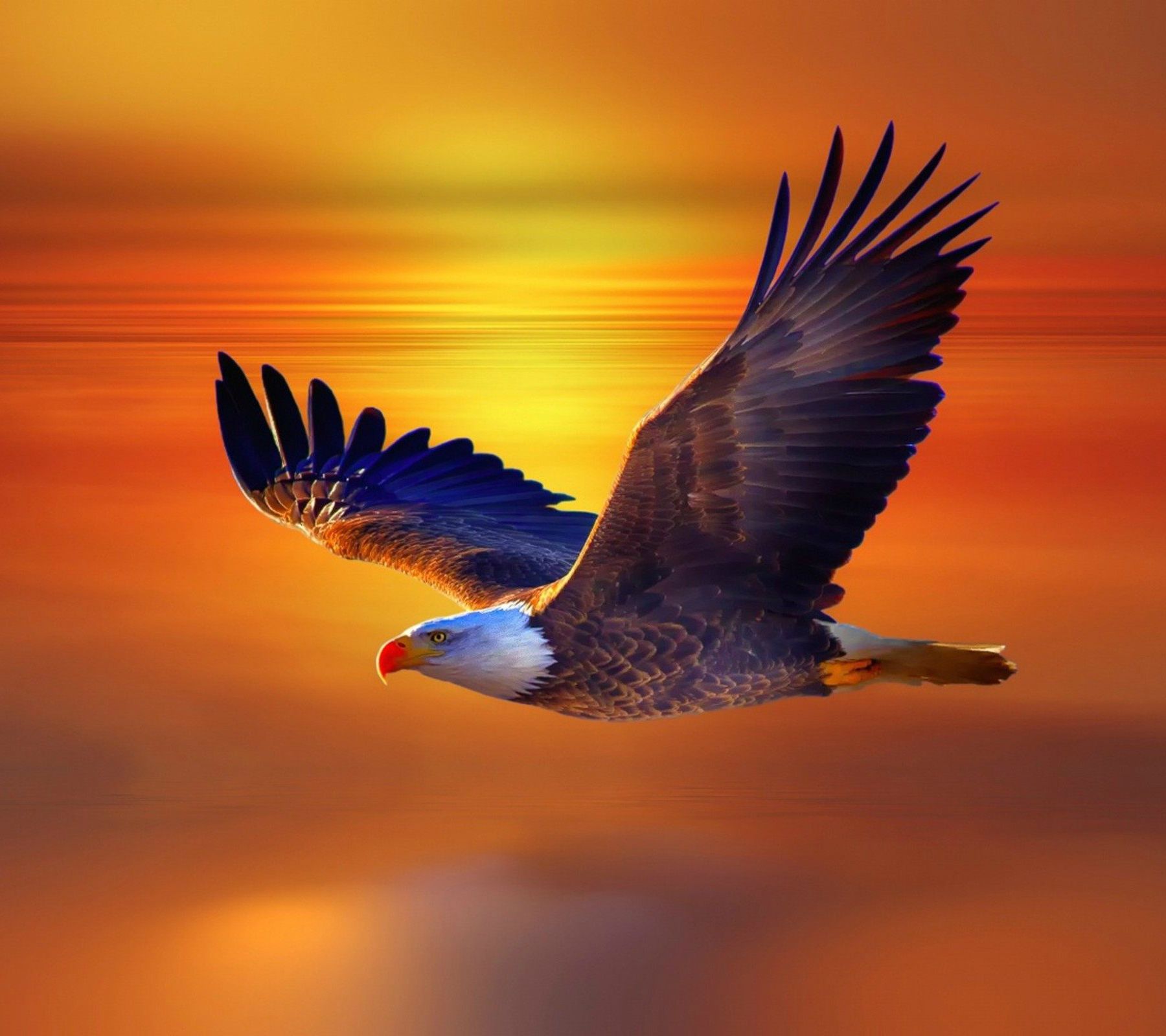 eagle.jpg