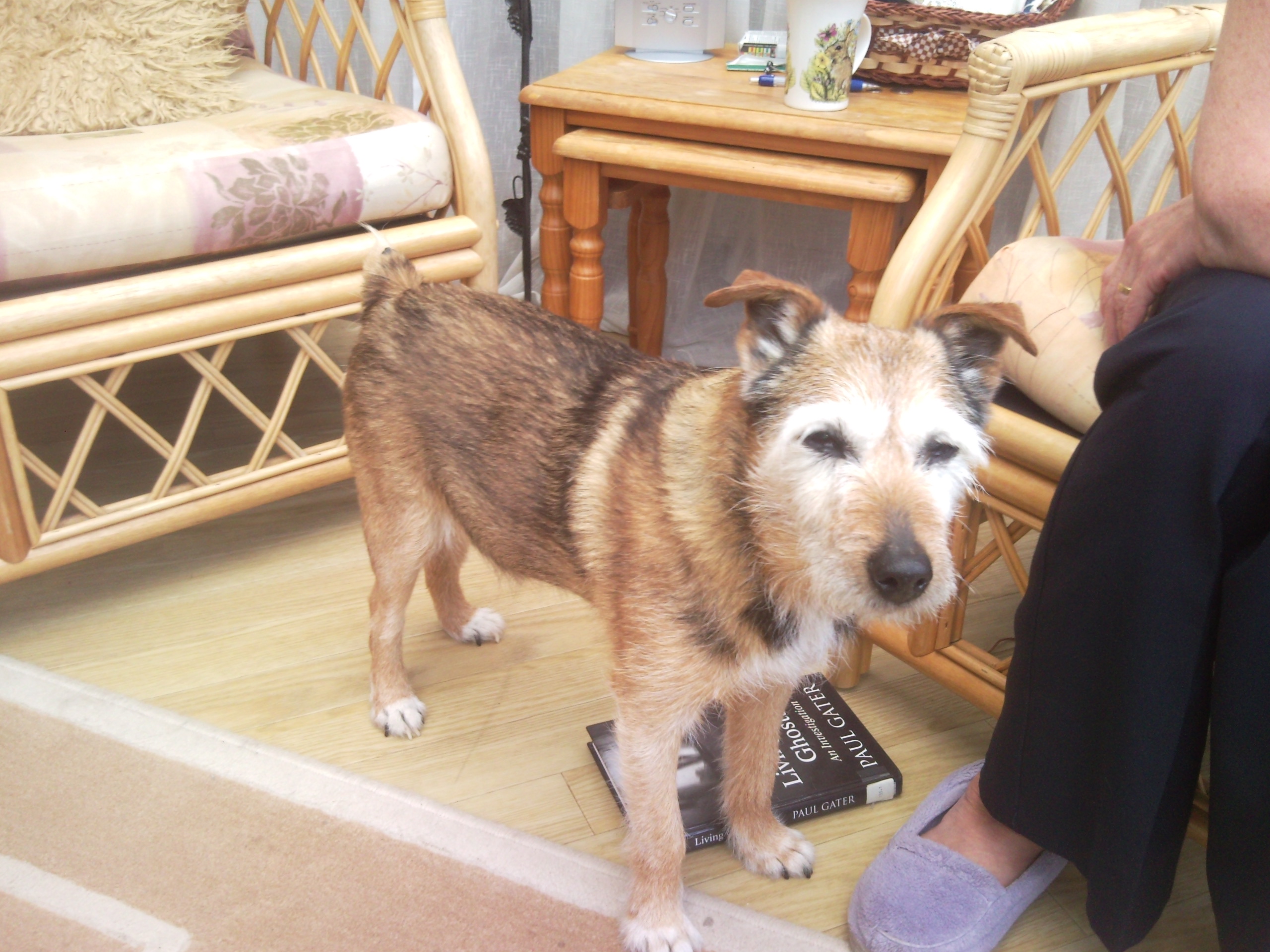 Fox - the dog