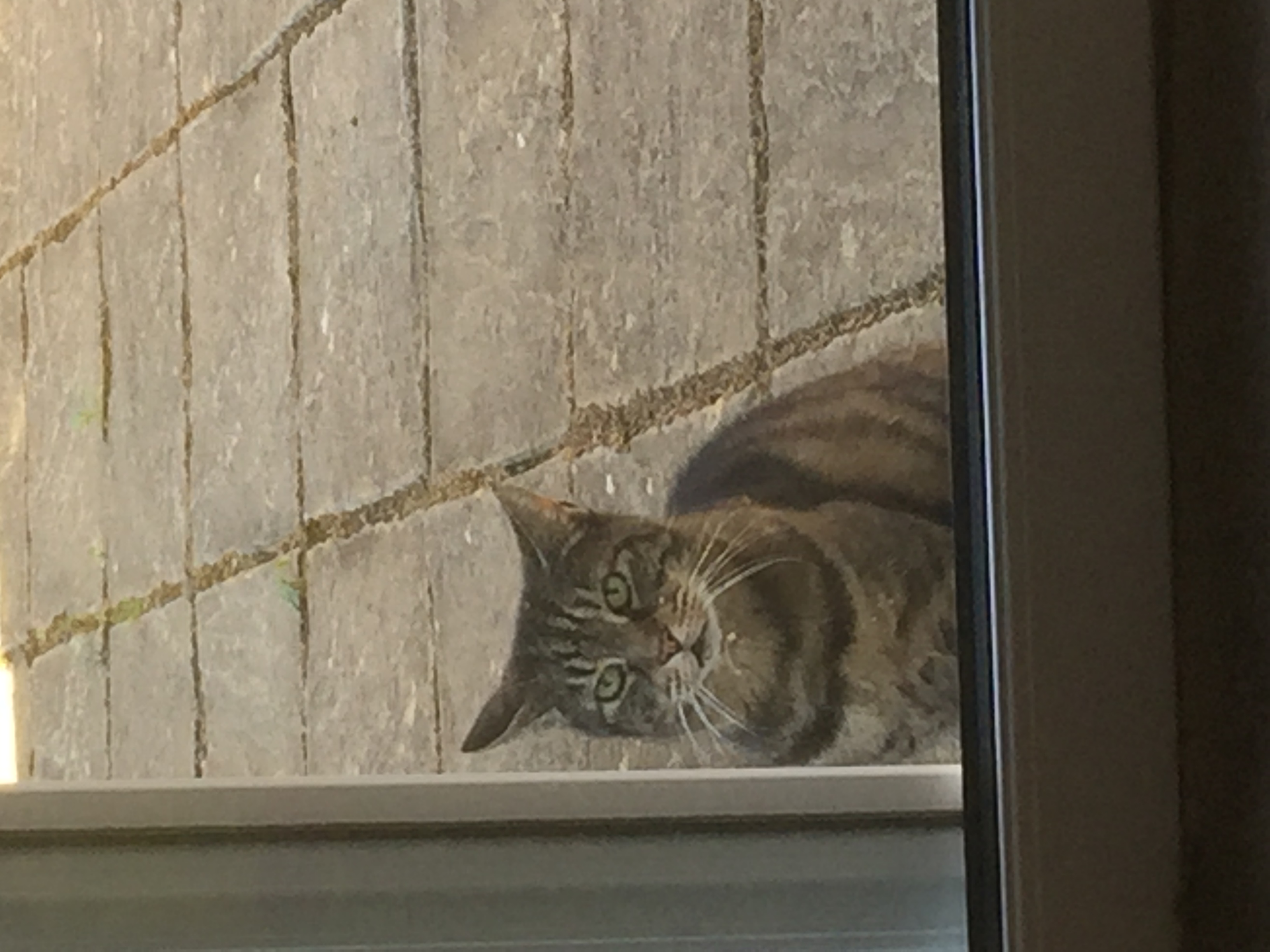 TabbyCat