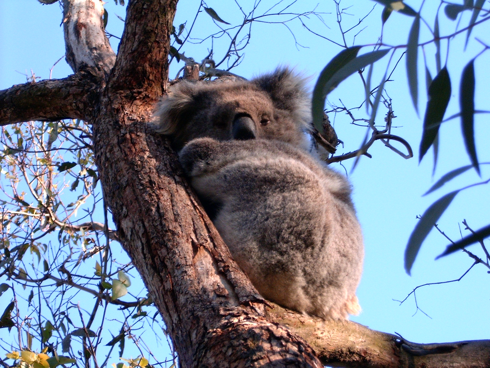testkoala